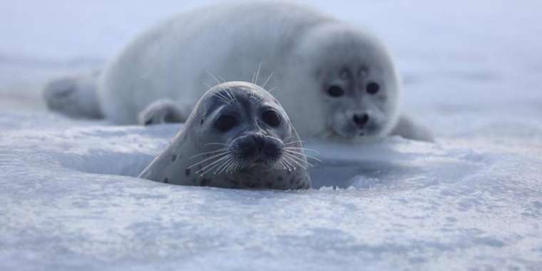 Каспий итбалығының тағдыры: Балықшылар, мұнайшылар, емшілер және жүкті әйелдер