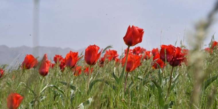 Кеудеге арналған порно шошқа банкі