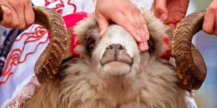 Шек шалу құрбандыққа жата ма?