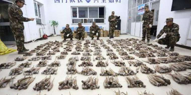 Киік мүйізі Қытай мен Ресейге жөнелтіледі