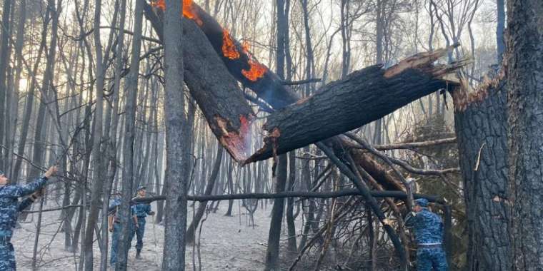 Қостанайдағы өртенген орман қанша жылда қалпына келеді?