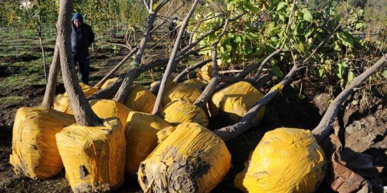 Қаланың қуаты – көркінде. Алматылықтар қаланы көгалдандыруға белсенді атсалысып жатыр