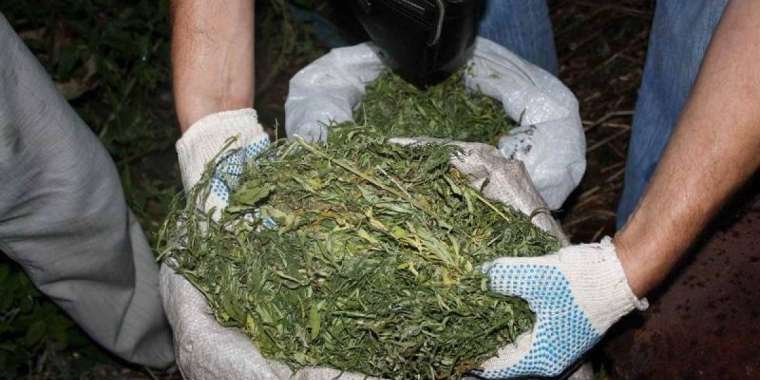 Бес айда 1275 есірткі қылмысы жасалған