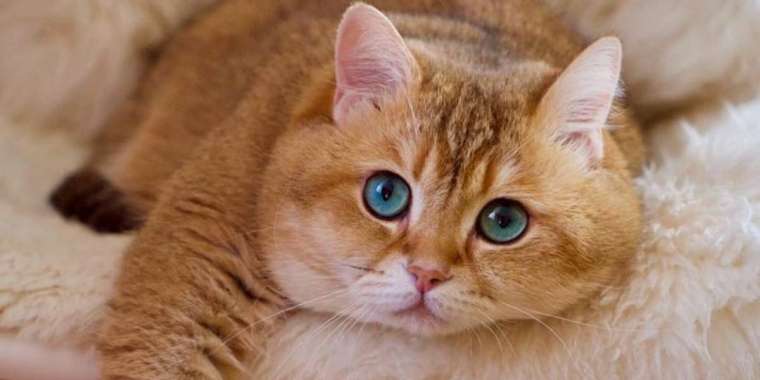 Сайлауға ит, мысықты алып баруға бола ма?