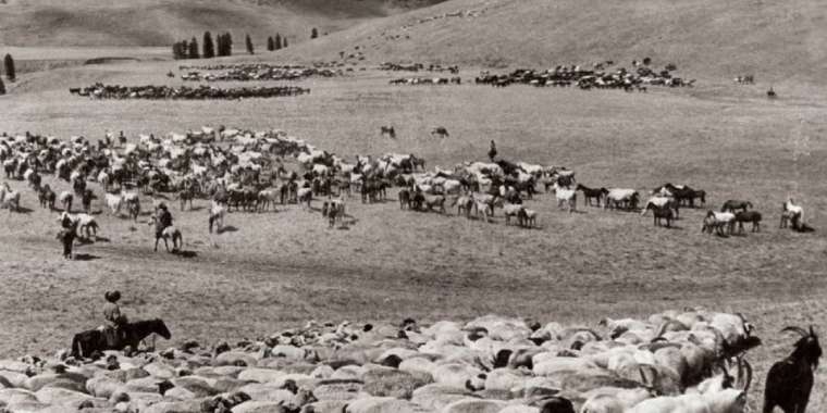 Бір аптада 46 бай ұсталып, 12 мың ірі қара кәмпескеленген