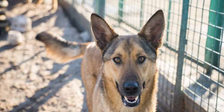 750 келі. Мейрамханаға ит етін сатқан адам ұсталды