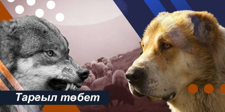 Ермек Қаныкейұлы. Тарғыл төбет