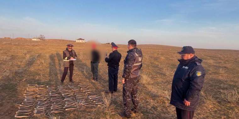 Батыс өңірде киік мүйізін табысқа айналдырғандар азаймай тұр   