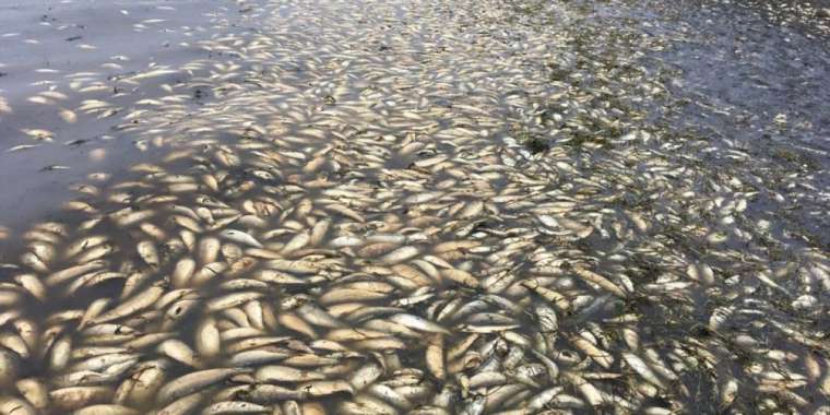 Солтүстік Қазақстанның Тереңкөлінде балық қырылды