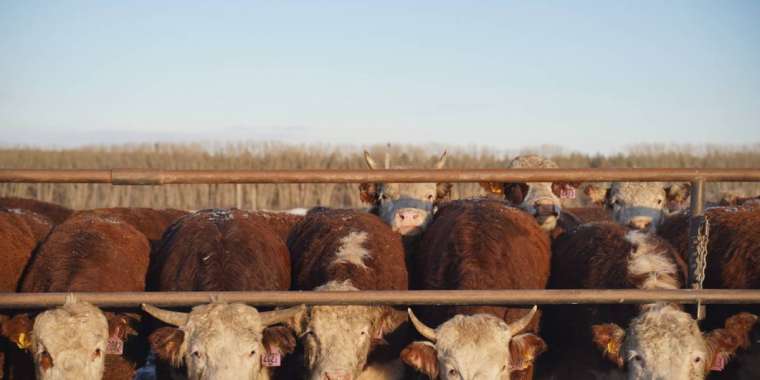 Депутат жоқ малға субсидия алып отырған