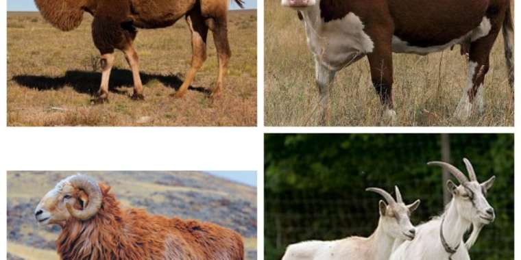 Алматыда құрбандық шалуға рұқсат етілген 14 орын бар