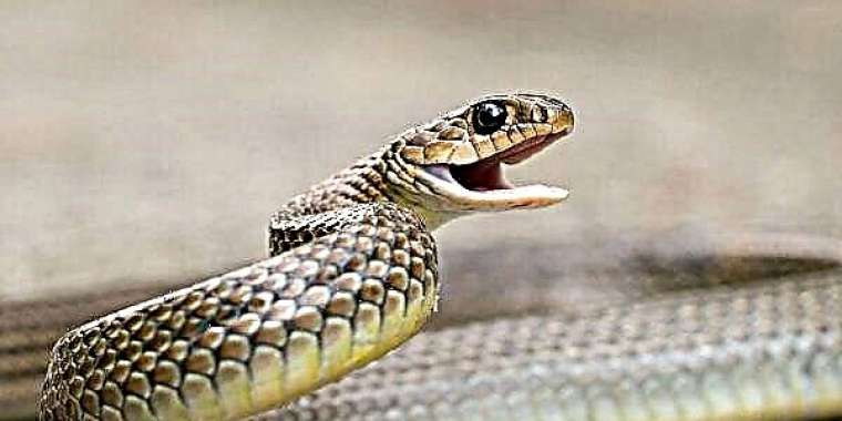 9 жастағы баланы жылан шағып өлтірді