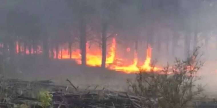 «Ертіс орманы» резерватындағы өрт өршіп барады