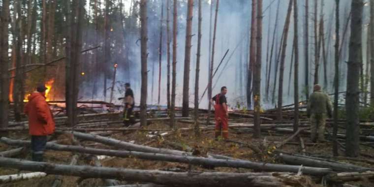 Елімізде он жыл ағаш кесуге тыйым салмақ