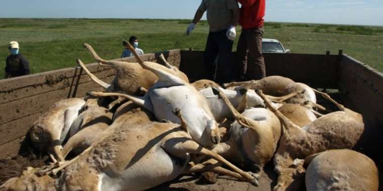 Сайга под прицелом: что делать с тушами?