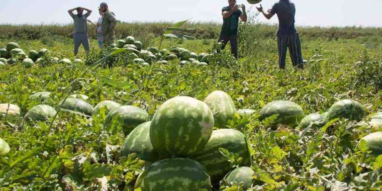 Ауыл шаруашылығы жұмыспен қамтуда алдыңғы орында. Статистка