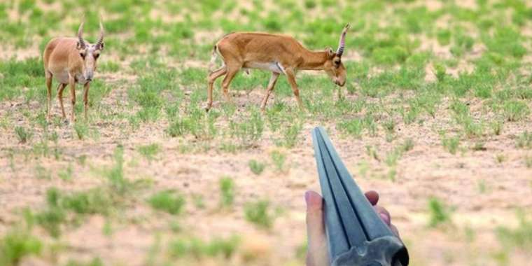 Қазақтар атқан киікті қытайлар келіп өңдемек