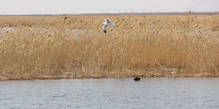 Малый Талдыколь возвращается?