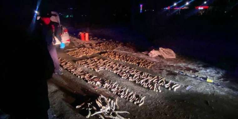 Оралда автокөліктен 600-ге жуық киік мүйізі тәркіленді