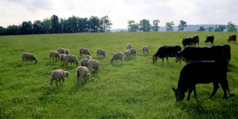 Жетісу облысында шаруаларға 3 жыл жер телімі берілмей келген