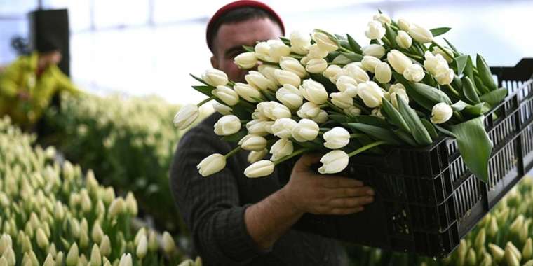 Гүл импорты: Эквадор - Қазақстанға негізгі гүл жеткізуші