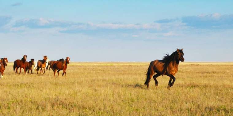 Қазақстанда жылқы еті қымбаттады