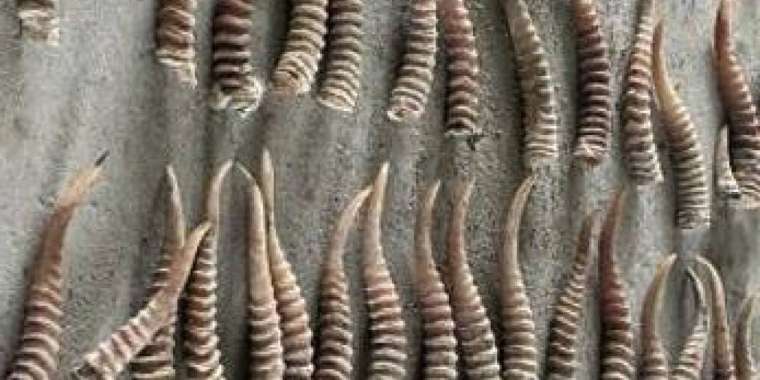 Қытайға киік мүйізін алып өтпек болған қазақстандық ұсталды