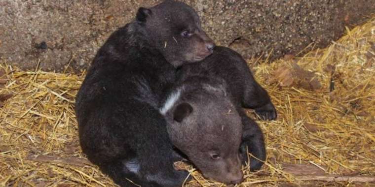 Алматы зообағында егіз қонжық дүниеге келді