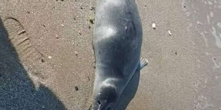 В Мангистау снова гибнут тюлени