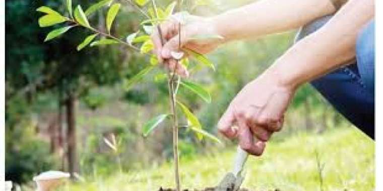 Таразда жасыл желектерді күтіп ұстауға 1,7 млрд теңге жұмсалған