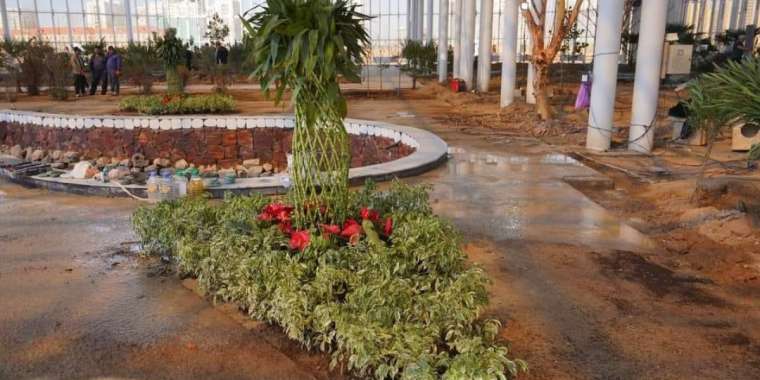 Түркістанда «Таза Қазақстан» акциясы аясында тропикалық талдар отырғызылды