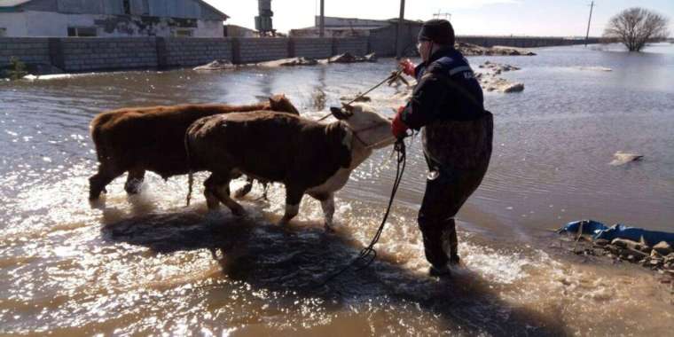 Қазақстандағы су тасқыны: қырылған құжатсыз малдың өтемақысы қалай төленеді