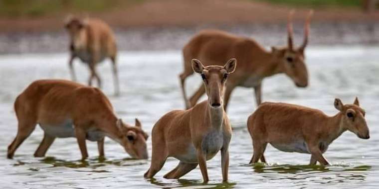 Ақбөкендерді атуға енді рұқсат етілмейді