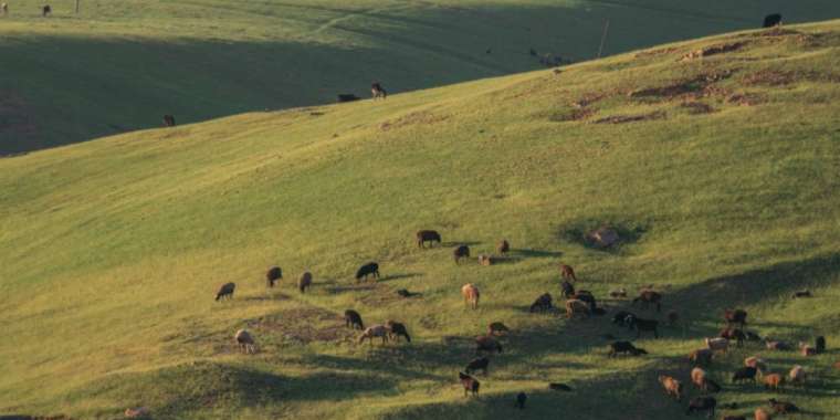 Алматы облысында ауыл тұрғындары жайылымның сатылып кеткеніне наразылық білдірді