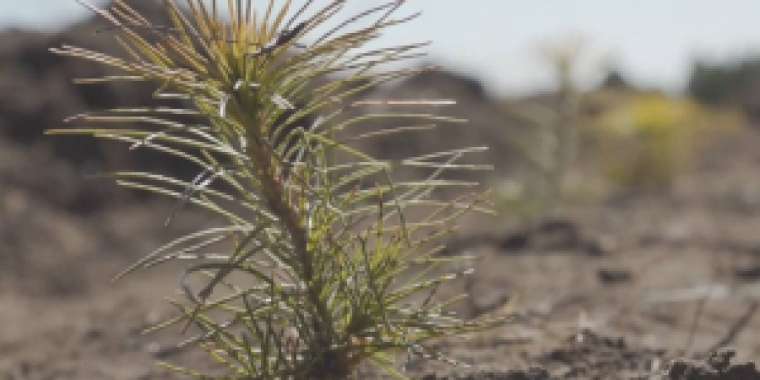 «Таза Қазақстан»: Қарағандылықтар орманға 90 түп қарағай көшетін отырғызады