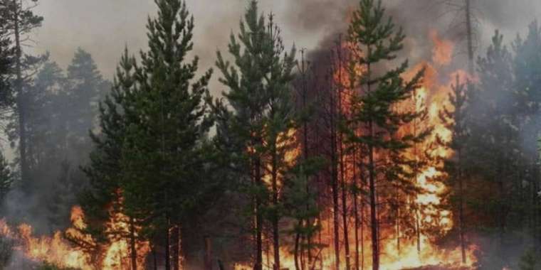 «Семей орманы» резерватында өрт шықты