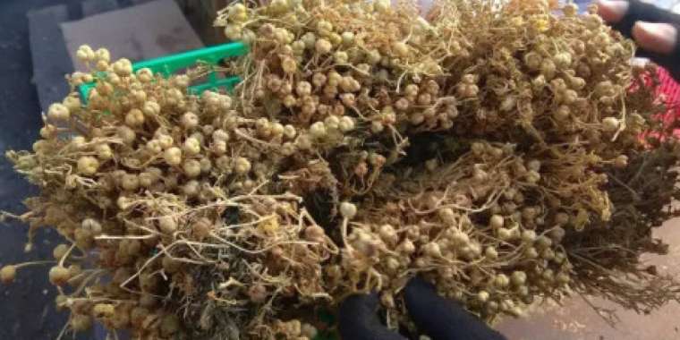 Ресейге адыраспан тасымалдаған қазақстандықтар сотталуы мүмкін