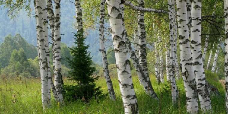 Солтүстік Қазақстан облысы қайың тұқымын жарты миллиард теңгеге сатып алмақ