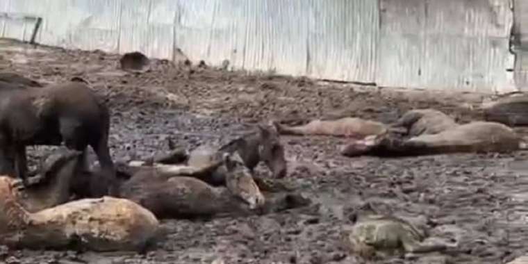 Тірі малды өлекселердің ішіне ұстаған тұрғынға ауылдастары шағымданды