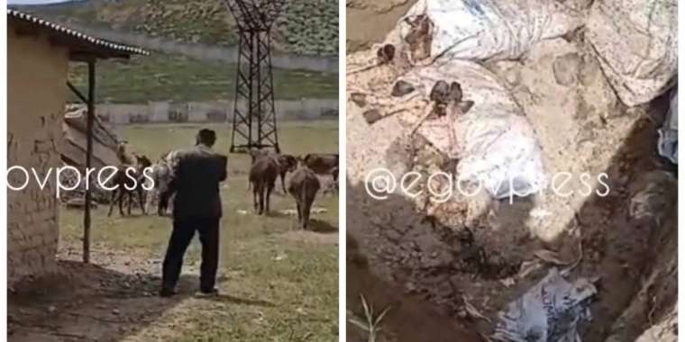 Желіде шымкенттік кәсіпкердің есектерді сойып, базарға сатқаны туралы ақпарат тарады