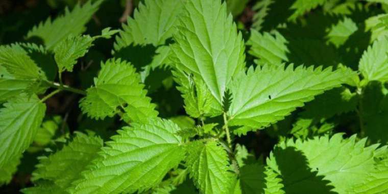 Қарасора өсірген екі астаналық сотталды