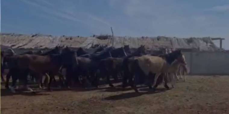 Жетісуда бір үйір жылқы бір жыл дегенде табылды (ВИДЕО)