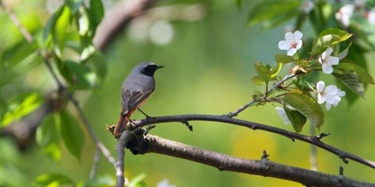 Көктемнің соңғы күндері Астана, Алматы және Шымкентте ауа райы қандай болады