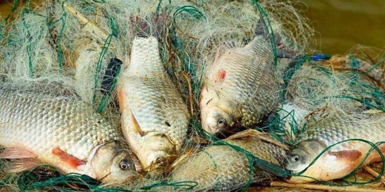 Браконьерлерден 10 тонна балық тәркіленді