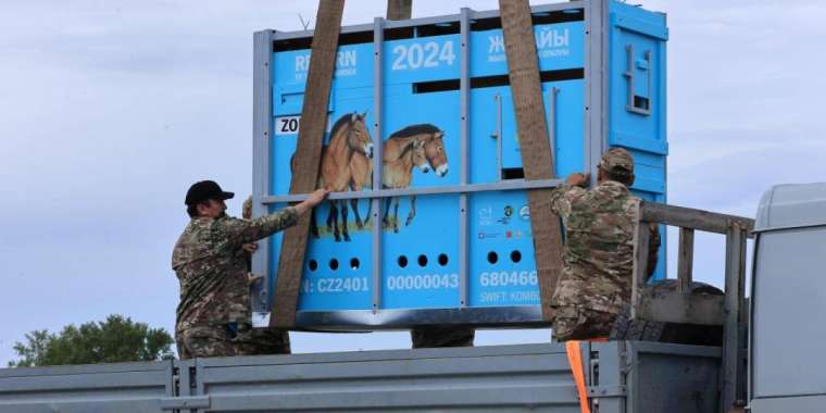 Пржевальский жылқысы тарихи мекені Қостанай өңіріне оралды