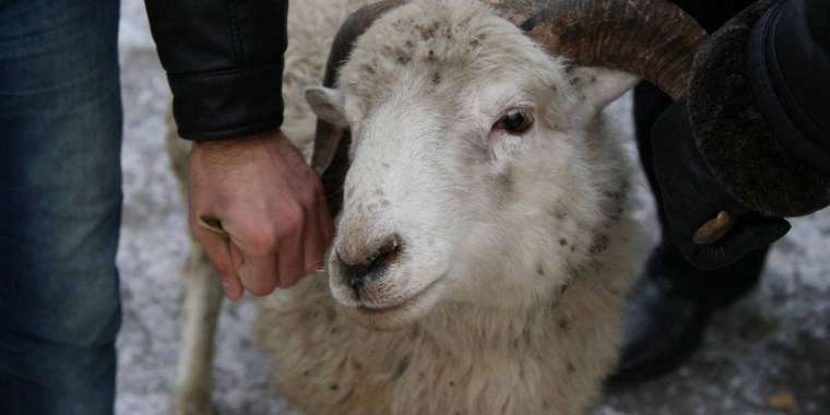 Астанада құрбан шалуға болатын орындар бекітілді