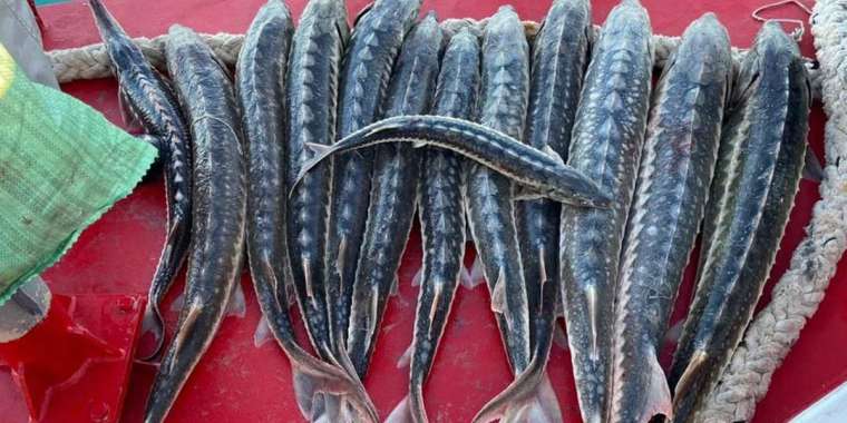 Мыңнан аса бекіре мен 67 итбалық табиғи мекеніне жіберілді (ФОТО)