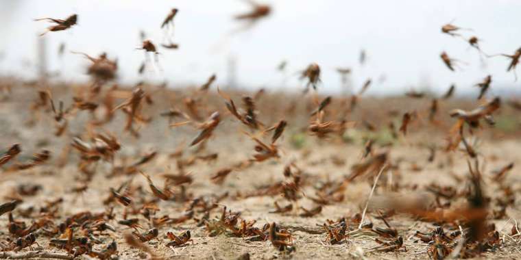 Түркістан облысында шегіртке 50 га алқапта тараған