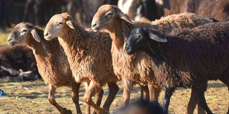 Құрбан айттың алғашқы күнінде қанша мал сойылды