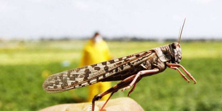 «Шегірткеден шығын келген жоқ»: АШМ зиянкестермен қалай күресіп жатыр